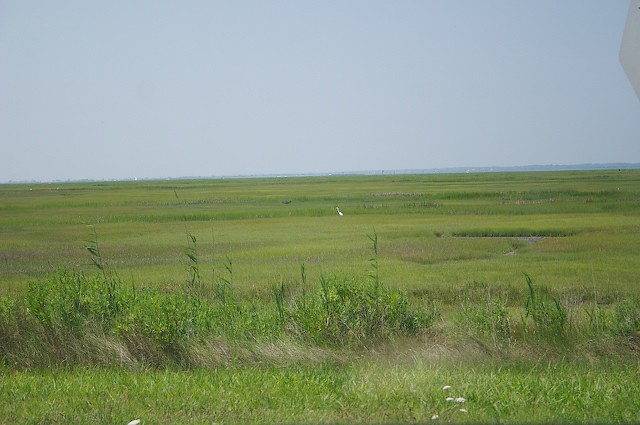 Salt marsh and a crane