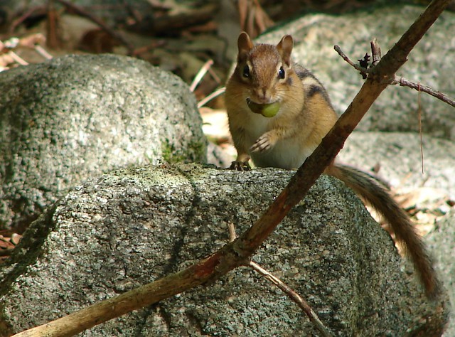 Chippy with acorn