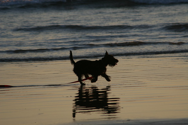 Beach Dog on Dog Beach