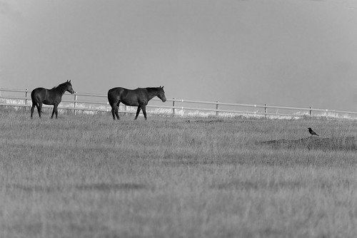 horses blackandwhite bw horse bird field sepia rural fence landscape farm crow paddock nikond750 sigma150600mmf563dgoshsmsportslens sigmateleconvtc1401nik