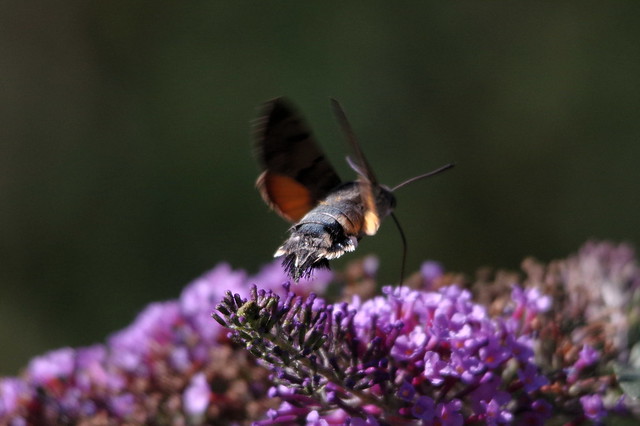 IMGP7752 Hummingbird Moth, Strumpshaw Fen, August 2015