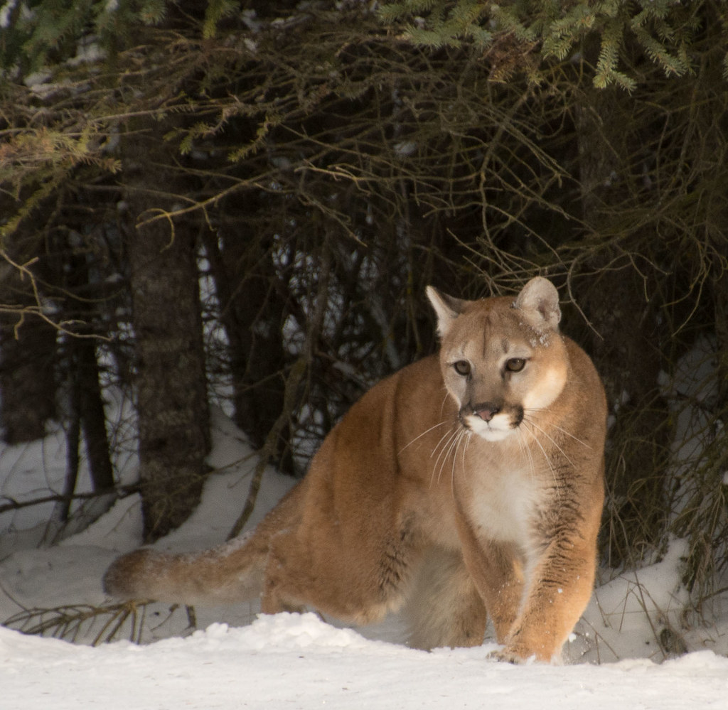 Cougar On The Prowl