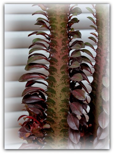 Euphorbia trigona forme rubra  22439019579_fdf4bdc702