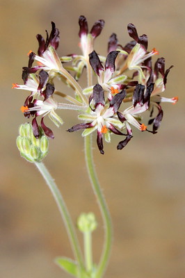 Pelargonium auritum var. auritum, in culture