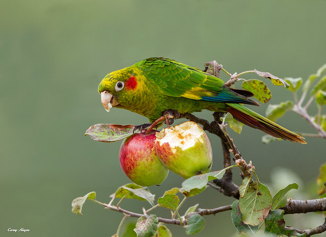 sulphur-winged-parakeet