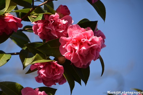 Pink rose | by martijn.photography