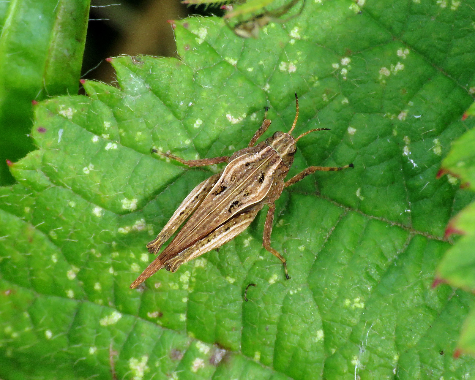 Slender Groundhopper - Tetrix subulata