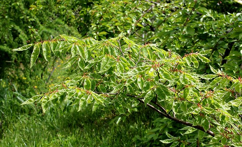 Zelkova serrata variegata [Identification] 21991755175_ddc9a30d9d
