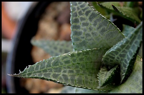 Haworthia venosa ssp. tesselata 22498205908_3e886ffcd1