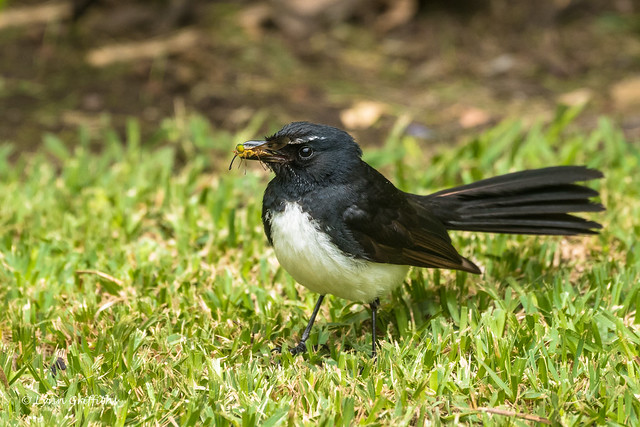 Willie Wagtail - Offering for the future wife D50_7440.jpg