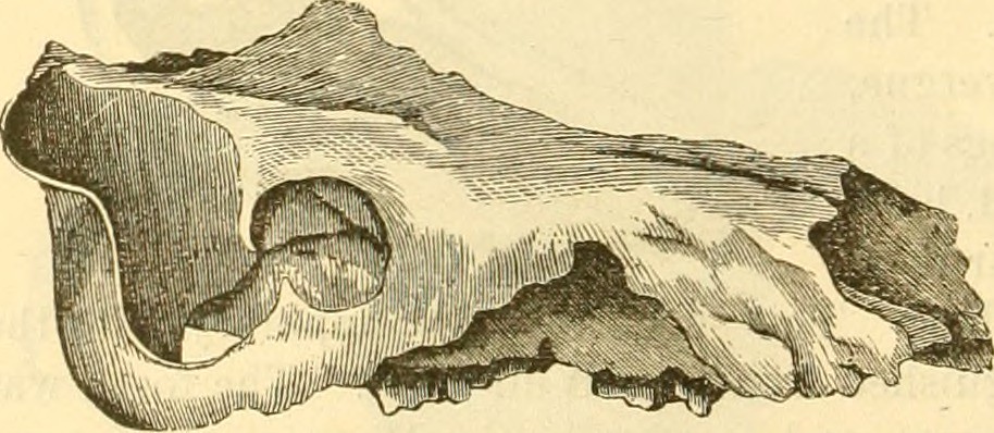Microgomphodon Image from page 33 of