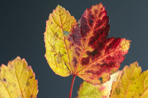 Fall Colors... | by Glen Watson