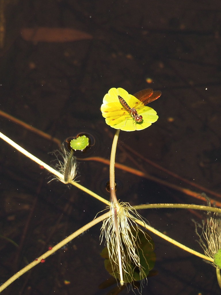 ID? | OLYMPUS DIGITAL CAMERA | carlinsc | Flickr