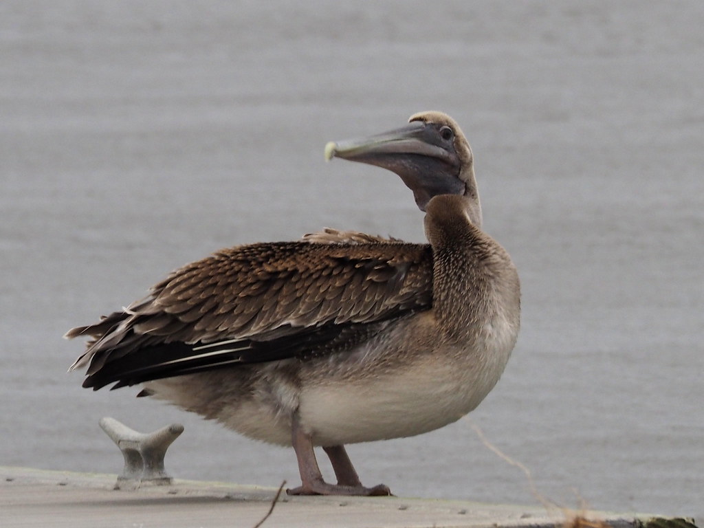 Brown Pelican | OLYMPUS DIGITAL CAMERA | carlinsc | Flickr