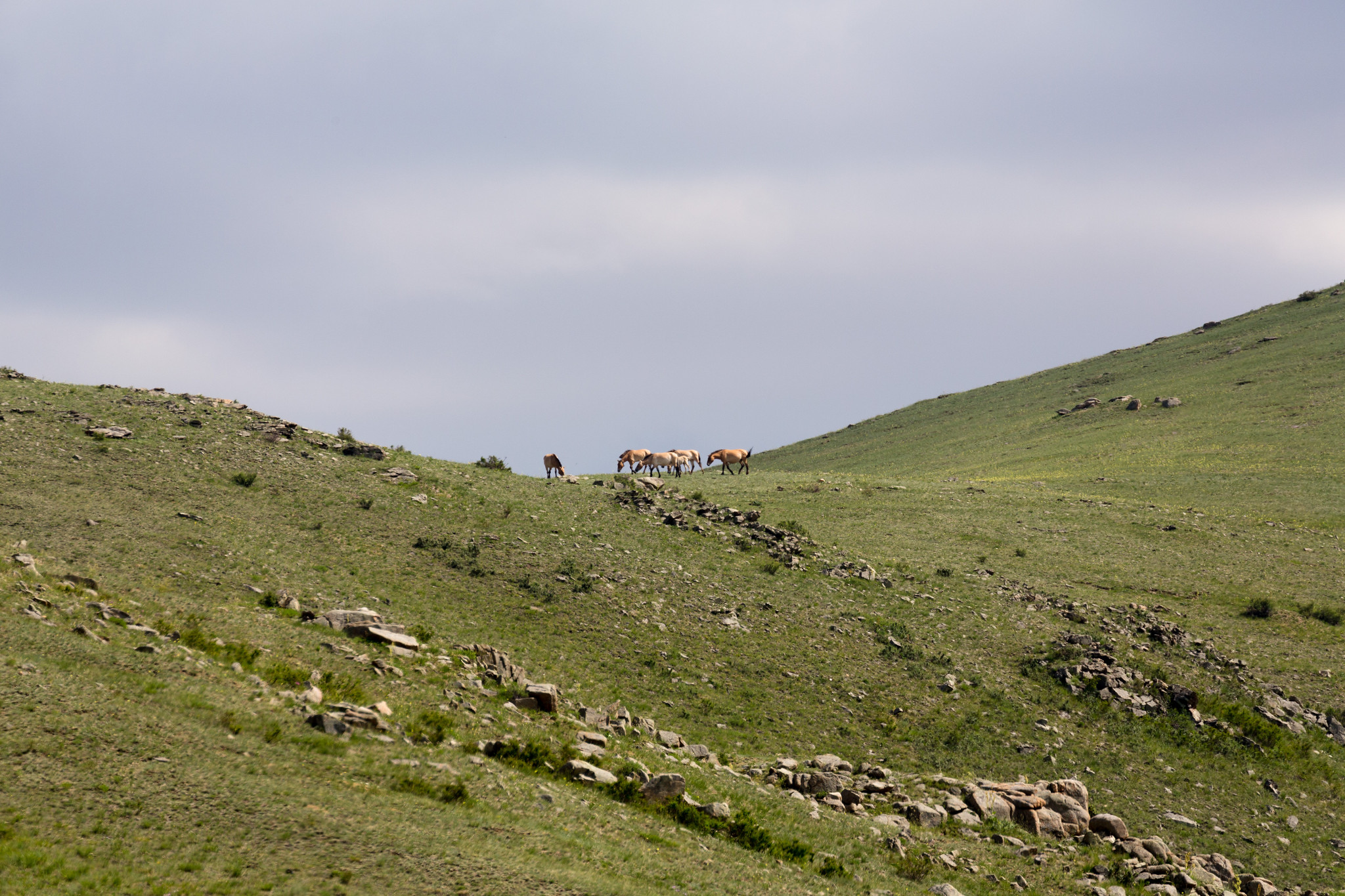 Przewalski's horse - Mongolia