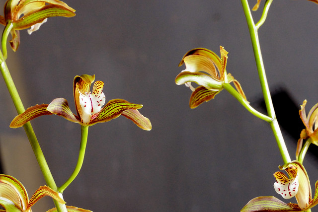 Cymbidium erythraeum species orchid, 1st bloom  12-16*