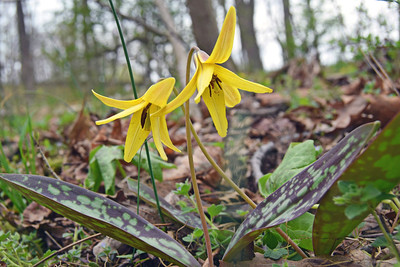 photo of trout lillies blooming