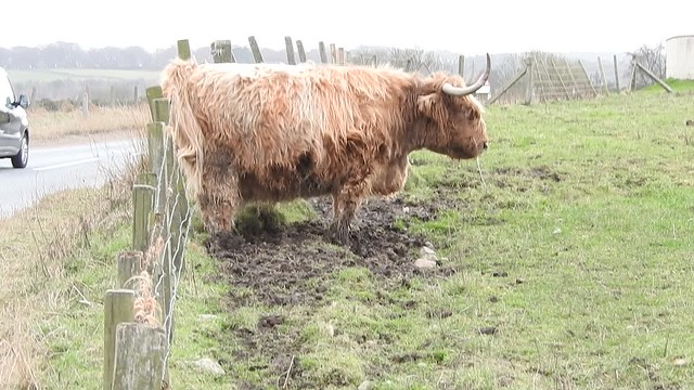 Scratching An Itch - Highland Cow Aberdeen Scotland