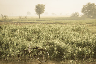 Bicycle Near Crops at Dawn