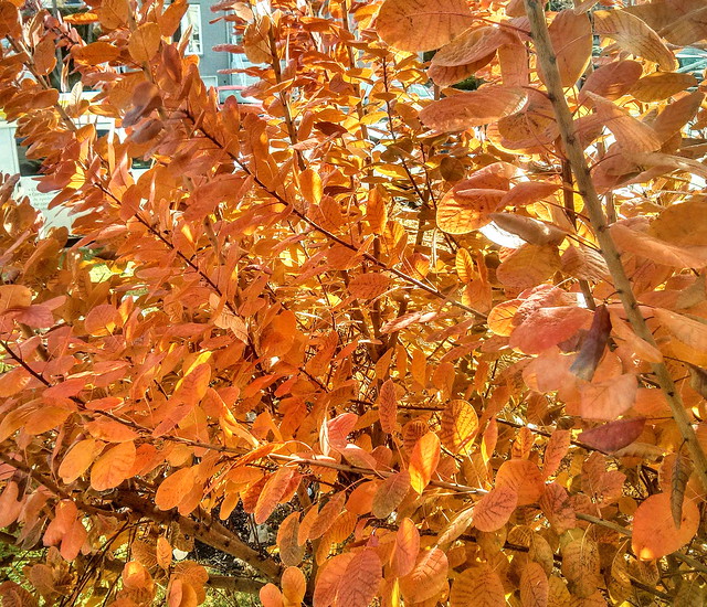 beautiful autumn colour