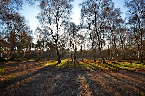 Shadow Trees | by DaveJC90