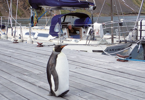 Minister-for-Penguin-Affairs-meets-Caramor-at-the-Tijuca-Jetty-in-Grytviken2