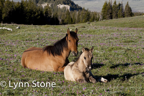 WILD HORSES | by lmstonenhp1