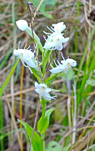 wild white orchid colombia blanca orquidea silvestre tolima habenariamonorrhiza