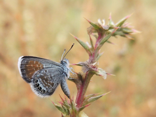 Western Pygmy Blue ovipositing on Russian thistle (tumbleweed, Salsola sp.)