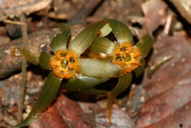 Tiputinia foetida, relative of the orchids