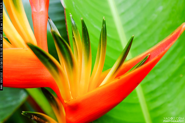 Vivid Tropical Jungle Flower