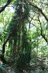 Lowveld National Botanical Garden - African Rain Forest