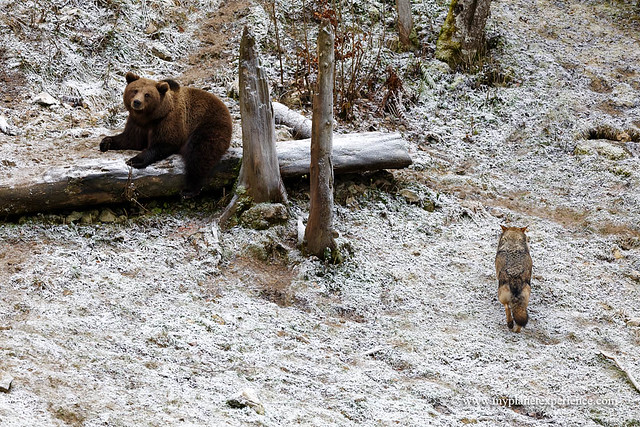 Brown Bear vs Gray Wolf