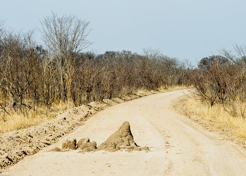 directionrobinscamp hwangenationalpark zimbabwe nature novembre matabelelandnorthprovince