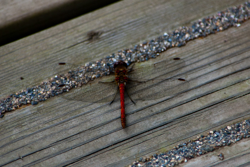 Common darter resting on decking