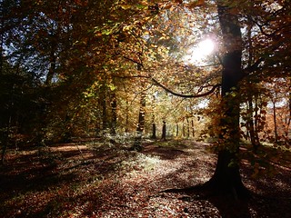 Autumn in the woods 2 Little Kimble to Saunderton