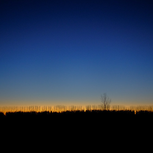 blue trees sunset silhouette square velvia bluehour sooc xt1 alfredday lensblr photographersontumblr xf23mmf14r 365the2015edition fujifilmxt1 2152015 3652015 215in2015 28nov15 332day 332365image 161215on