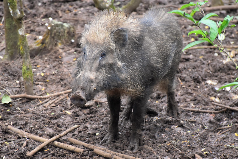 Javan Warty Pig (Sus verrucosus)