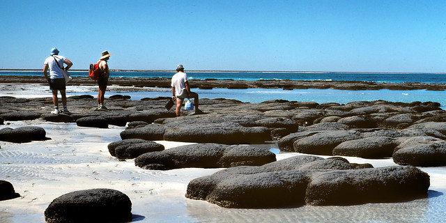 1982 Australia Shark Bay 6