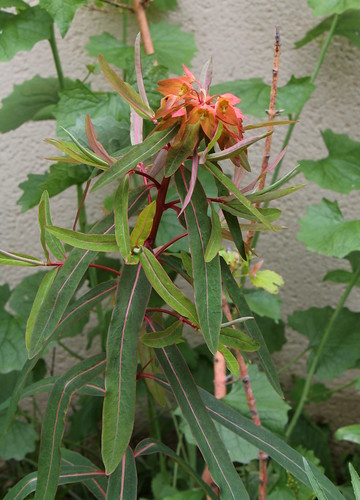 Euphorbia griffithii 21985495582_e9fff7c23d