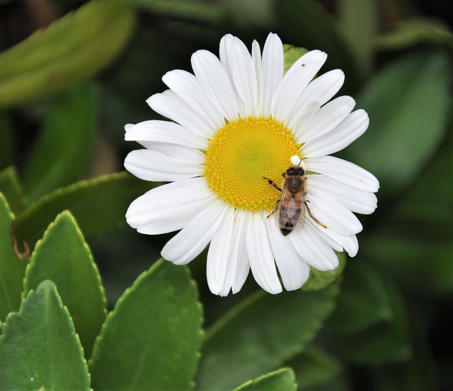 Bayley Beach Bee