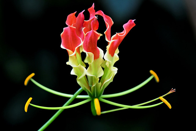 Glory Lily also known as, Gloriosa lily, Flame lily, Fire lily, Gloriosa Superba or Climbing Lily ( Gloriosa Superba Rothschildiana)