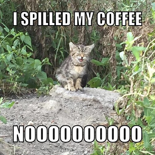 It's #MemeMonday and #MinniesMemeContest is going on. Love Willow the kitten from @theminniekitty!! | by savagecatfood