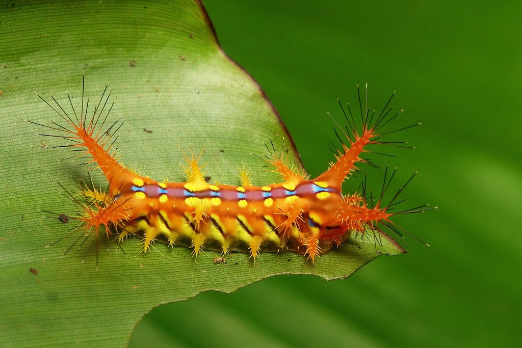 Mid-instar Stinging Nettle Slug Caterpillar (Cup Moth, Set… | Flickr