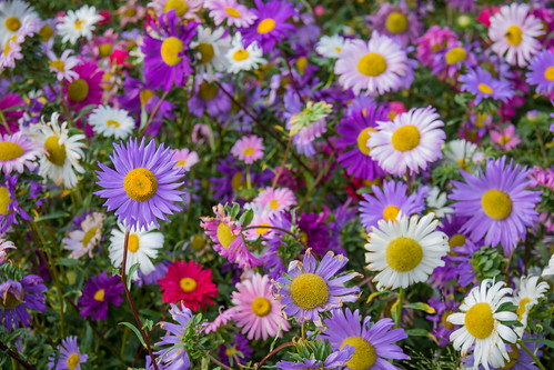 Flowers | Susanne Nilsson | Flickr