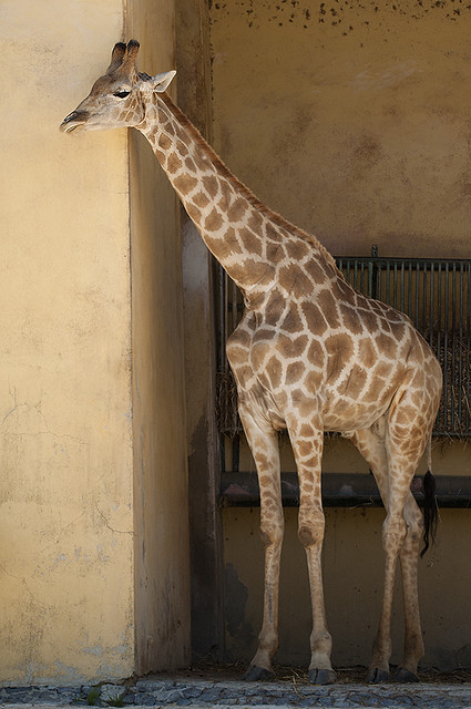 Giraffa camelopardalis angolensis - Angolan Giraffe