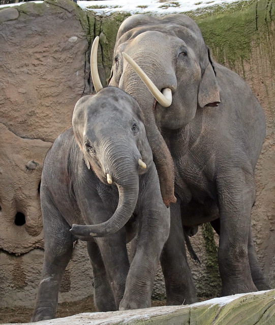 asiatic elephant Mekong Wildlands JN6A8335