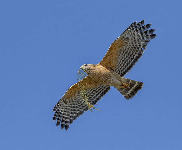 Red Shouldered Hawk -Buteo lineatus, in flight with nesting materials, Everglades National Park, FL.