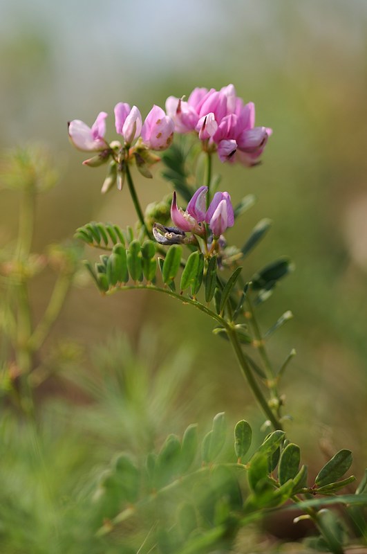 20150514-006F | Bunte Kronwicke (Coronilla varia) am Monte Brione. Gardasee, 14.05.2015