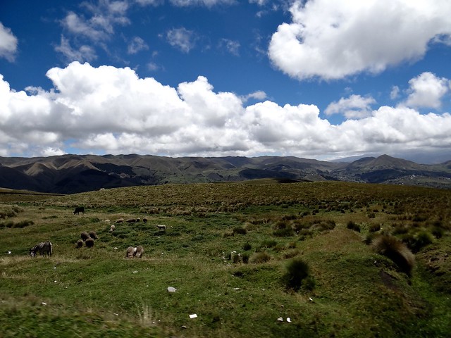 Écosystème Paramo - Équateur